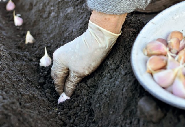 How to grow your own garlic